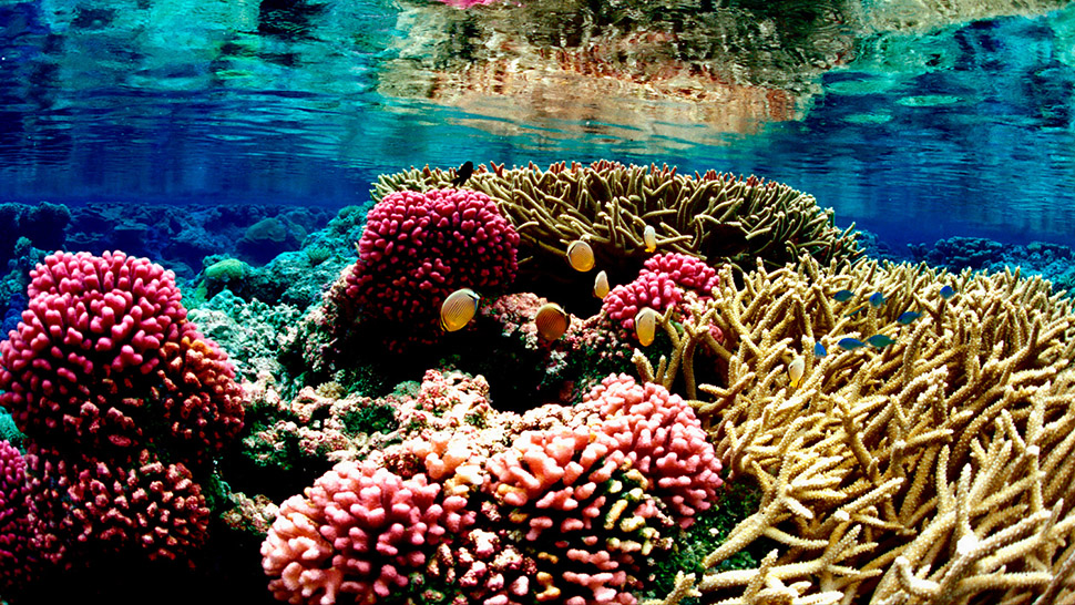 Geobiology of reefs