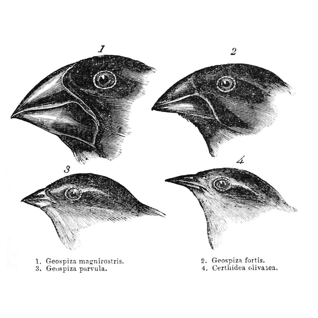 Selected topics in Macroevolution image thumbnail